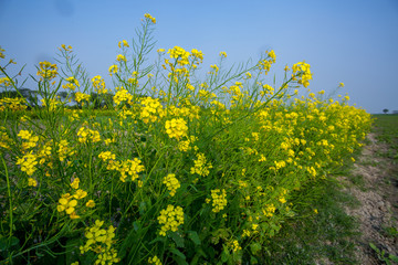Yellow mustard flower, mustard flower field is fully bloomed.