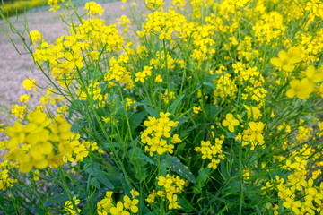 Bangladeshi mustard plants flower fields is full blooming.