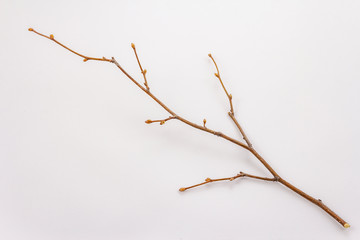 Tree branch with buds isolated on white background