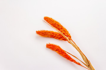 Dry orange Lagurus, bunnytail isolated on white background. Decorative fluffy grass, beautiful element for bouquet in floristic. Ornamental plant for attractive flower panicles