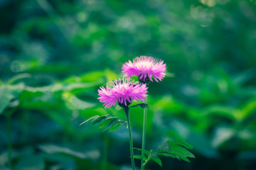 Beautiful purple flower, spring summer natural image