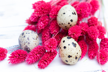 Quail eggs with pink dried flowers on white background. Easter concept.