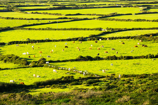 Ancient field boundaries near Zennor, Cornwall, UK.