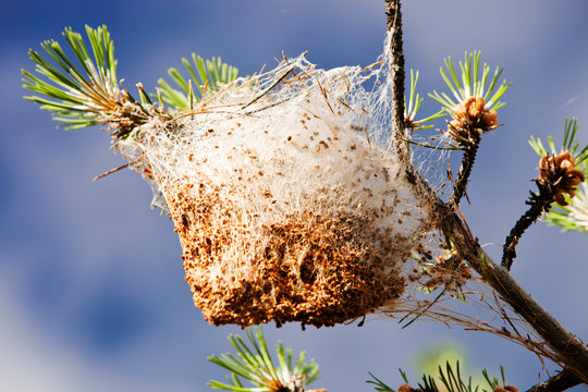 Nests of the Pine Processionary Caterpiller (Thaumetopoea pityocampa) in pine trees in the Sierra Nevada mountains of southern Spain. These moth caterpillars attack and eat the pine needles,
