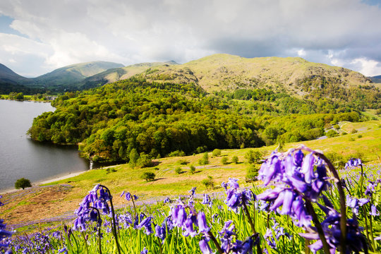 Bluebells growing below Loughrigg Terrace near Grasmere, Lake District, UK.