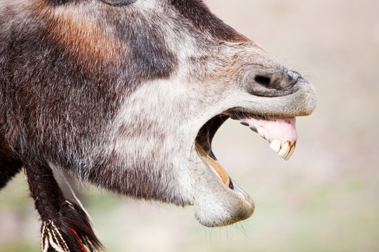 A mule yawning in the Jebel Sirwa region of the Anti Atlas mountains of Morocco, North Africa. Mules are amazing animals capable of carrying great loads and cost around 1000 Euros.