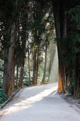 Fototapety na wymiar - Fototapeta24.pl