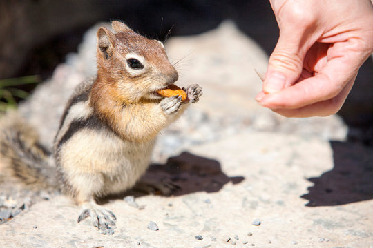 A Chipmunk in the Canadian Rockies being fed by a tourist.
