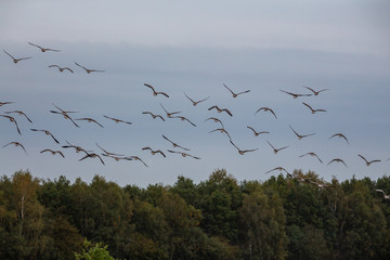 Wild Goose in winter Netherlands