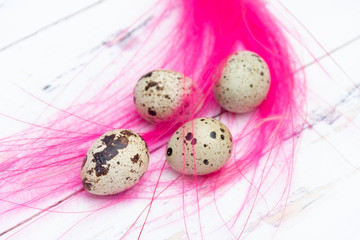 Obraz premium Quail eggs with pink feathers on white background. Easter concept.