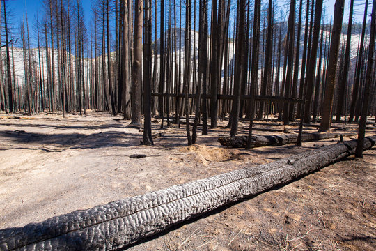 A forest fire destroys an area of forest in the Little Yosemite Valley in the Yosemite National Park, California, USA. Following four years of unprecedented drought, wildfires are becoming in