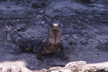 Iguana basks in the sun