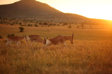 Hartebeest antelope, Topi in the wilderness of Africa