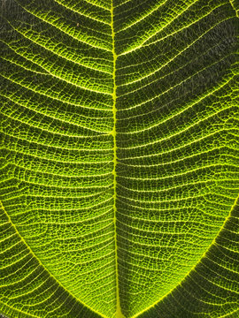 Green tropical plants in jungle garden close up of leaves