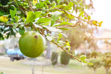 Morning atmosphere at Khao Yai in Thailand, red light in the morning