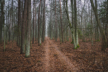 Forest road in the forest Knyszyn (Poland)