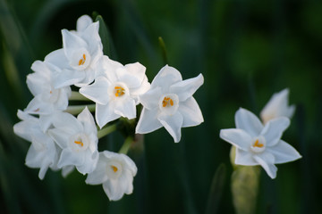 Fototapeta na wymiar White lily