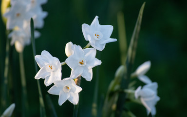 Obraz premium White lily