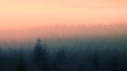 Obraz na płótnie Canvas Mystic forest in the fog. 