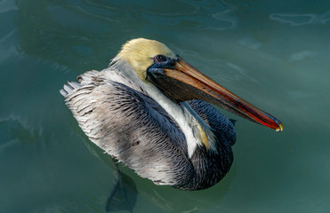 Pelican