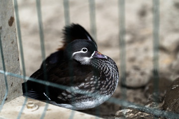 duck standing on a stone wall looking around. Brown duck with red beak. duck bird, duck in the zoo, wildlife in the zoo. Landscape. Nature and fauna concept. Animals planet.