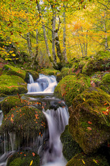 hayedo_7 © LuisManuel