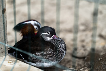 duck standing on a stone wall looking around. Brown duck with red beak. duck bird, duck in the zoo, wildlife in the zoo. Landscape. Nature and fauna concept. Animals planet.