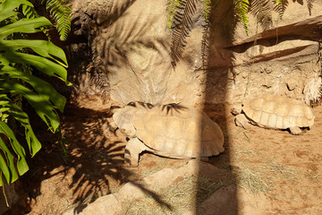 Galapagos giant tortoise. Elephantopus turtles