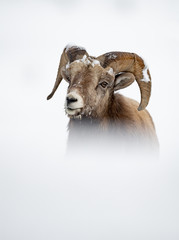Obraz premium Bighorn Sheep Ram in Snow in Jasper Canada 