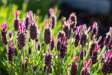  crested lavender field