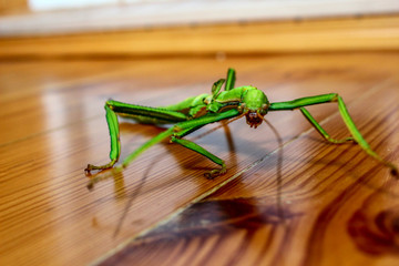 A small green scary insect crawls on a wooden surface. Little green stick insect is looking at the...