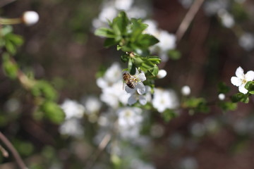 Blooming cherry branches against the blue sky on a sunny day