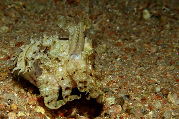 Naklejka na ściany i meble Hooded Cuttlefish (Sepia prashadi). Taking in Red Sea, Egypt.