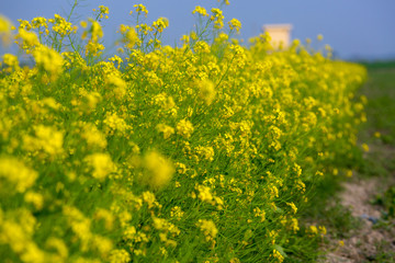 Fototapeta na wymiar Landscape with yellow mustard flower blooming in winter under the sky.