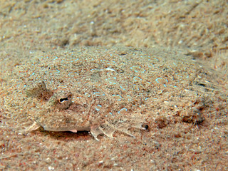Leopard flounder (bothus pantherinus)