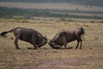Wildebeest, gnu in the wilderness of Africa at sunset