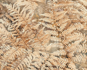 texture of yellowed dried leaves of a large fern