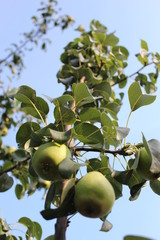 green apples on tree