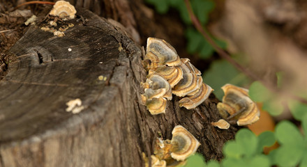 Fungi