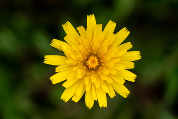 Dente de leão