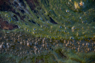 Textures and in the marsh.