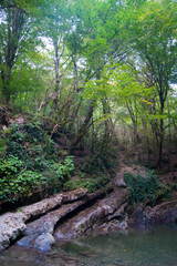 Vertical photo - a magical forest. Old trees covered with moss on the banks of a mountain river.