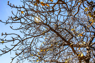 Brazilian trees