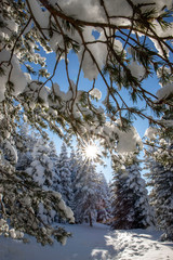 Snow, forest and nature
