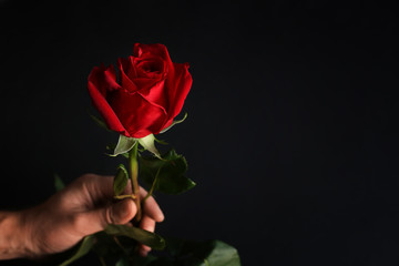 Beautiful red rose in a male hand on a dark background