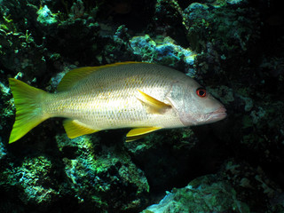 One spot snapper (Lutjanus monostigma) Taking in Red Sea, Egypt.