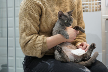 a woman cleans the dirty belly of a young Devon Rex female using disposable wipes for washing animals