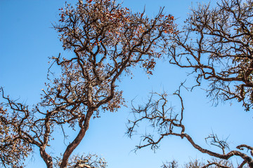 Brazilian trees