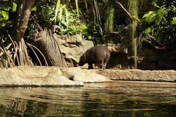 Pygmy Hippopotamus on the river