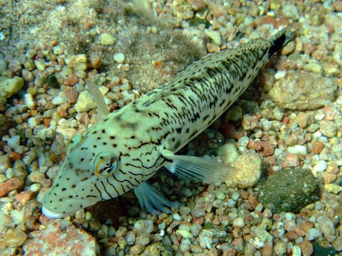 Speckled sandperch (parapercis hexophthalma)